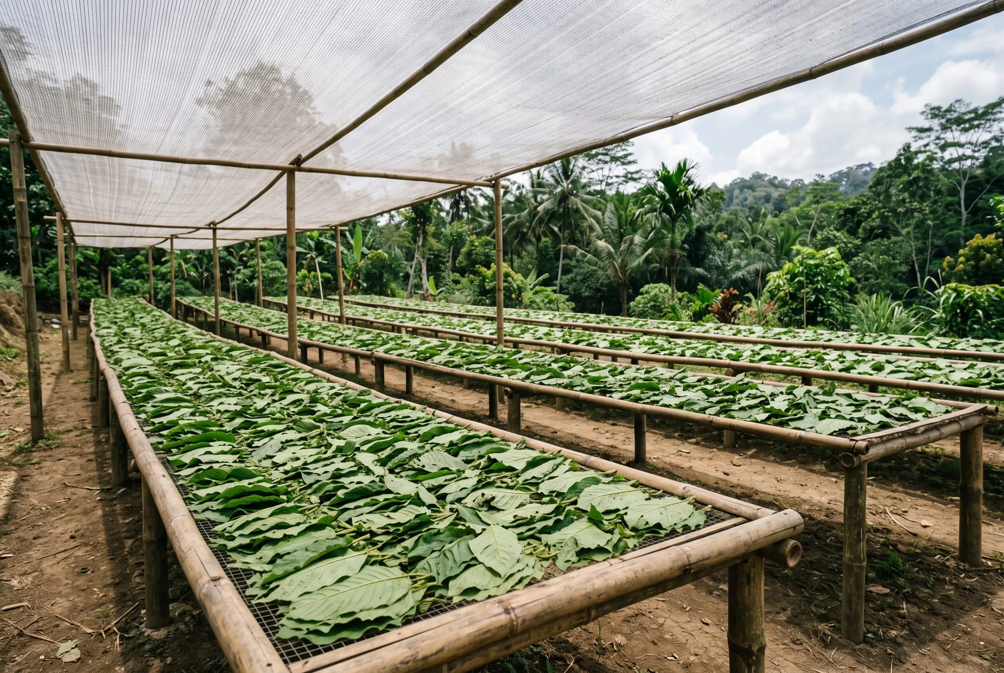 Leaves on bamboo drying racks-2