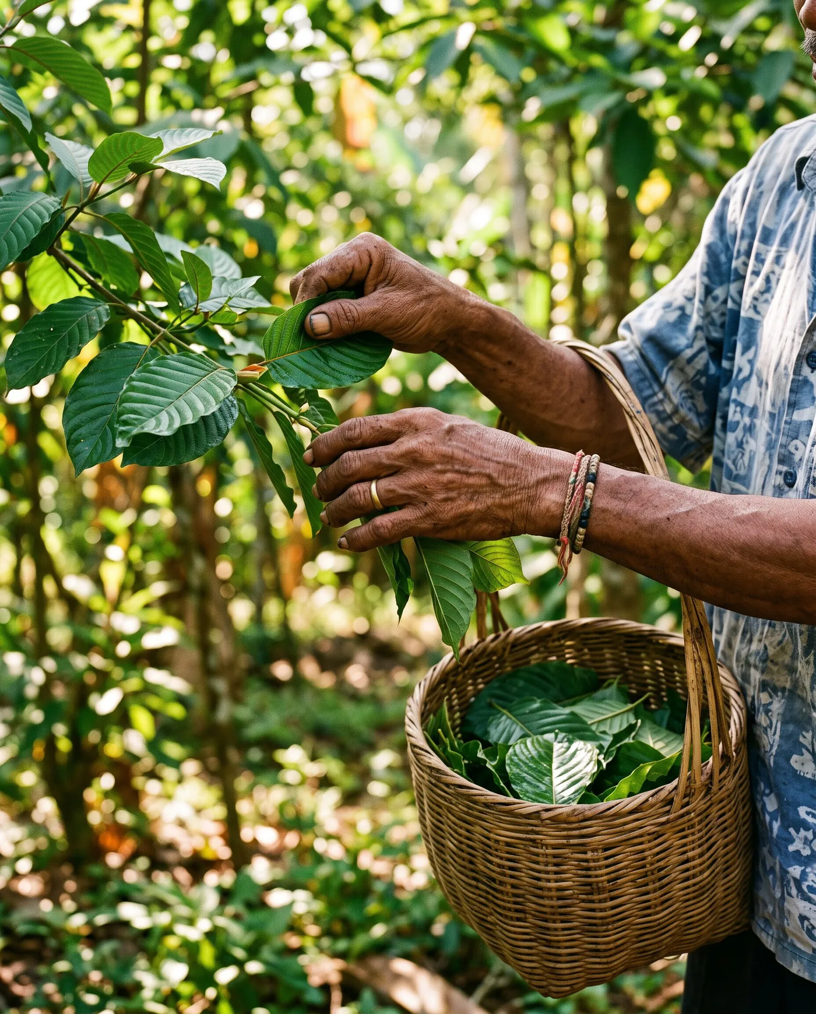 Hand picking leaves-2